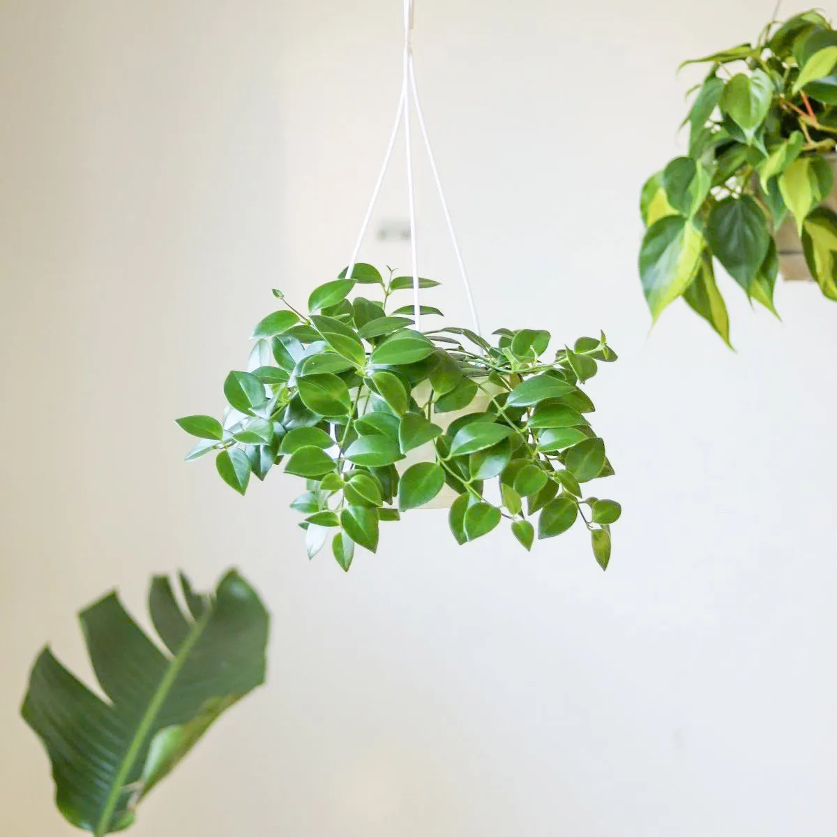 Aeschynanthus Radicans - Lipstick Plant - Various Sizes