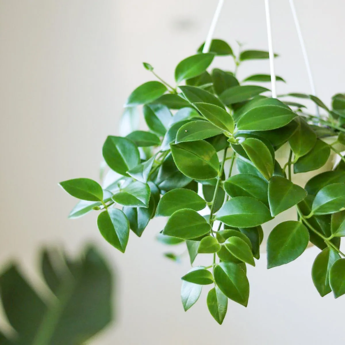 Aeschynanthus Radicans - Lipstick Plant - Various Sizes