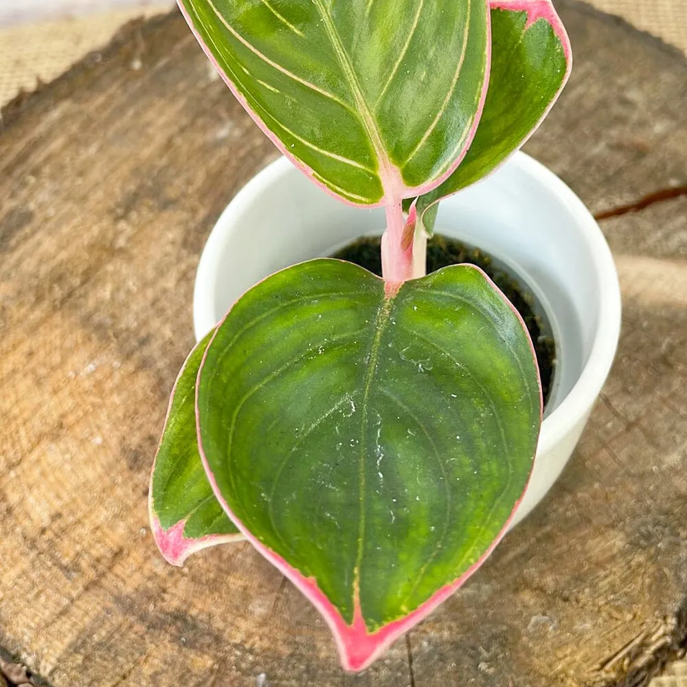 Aglaonema Lipstick Chinese Evergreen House Plant 6cm Pot