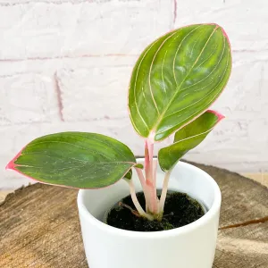 Aglaonema Lipstick Chinese Evergreen House Plant 6cm Pot