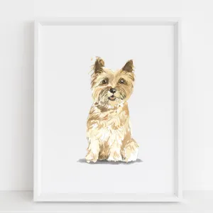 Cairn Terrier