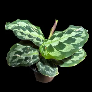 Calathea Helen Kennedy