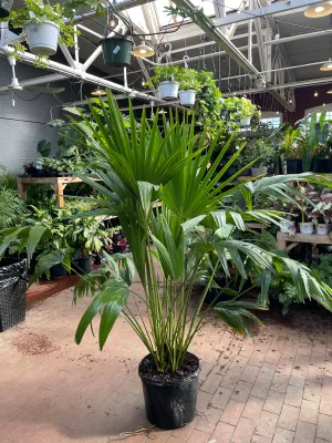 Livistona Chinese Fan Palm