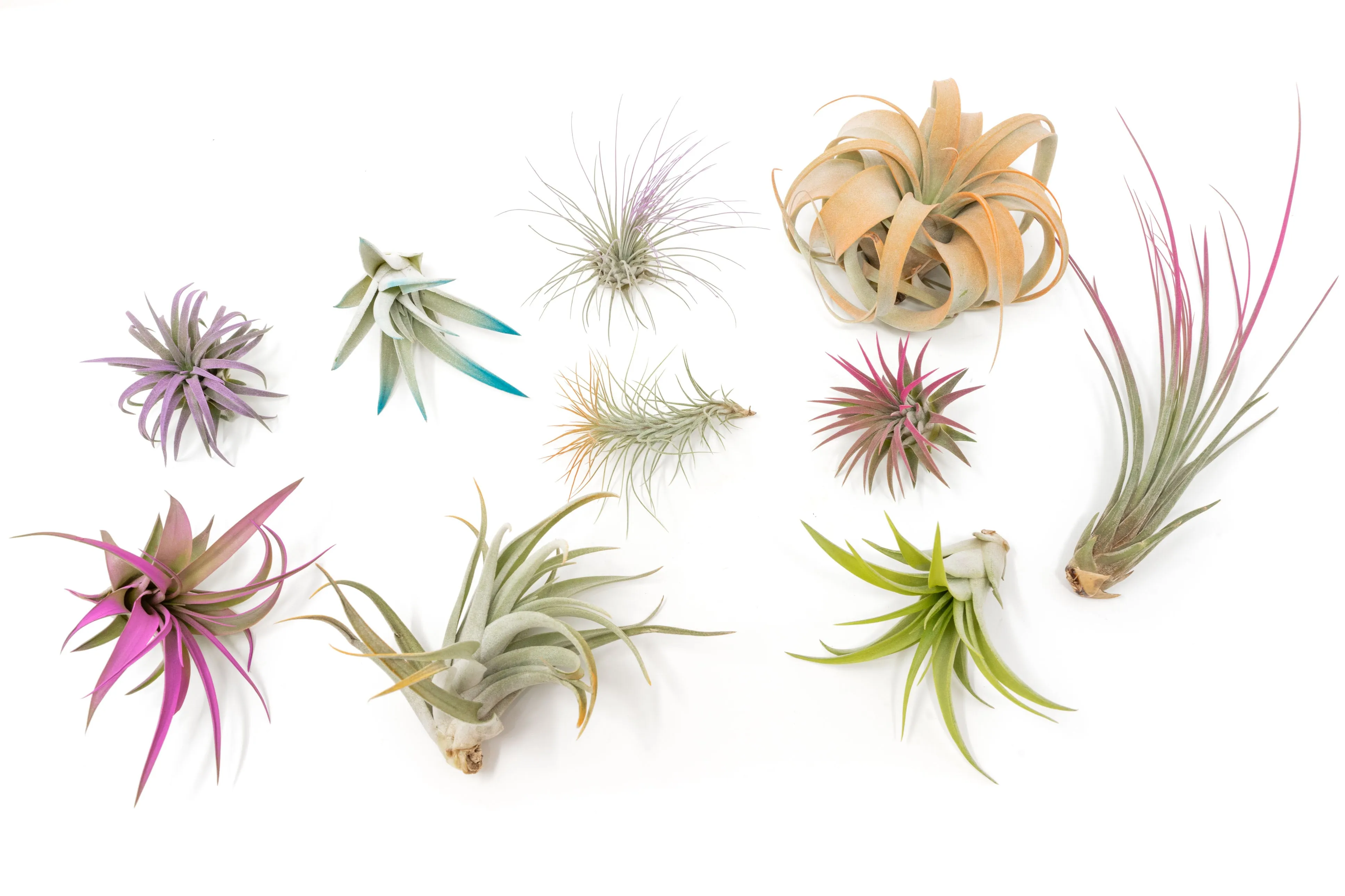 Wholesale - Assorted Colorful Air Plants Variety Pack