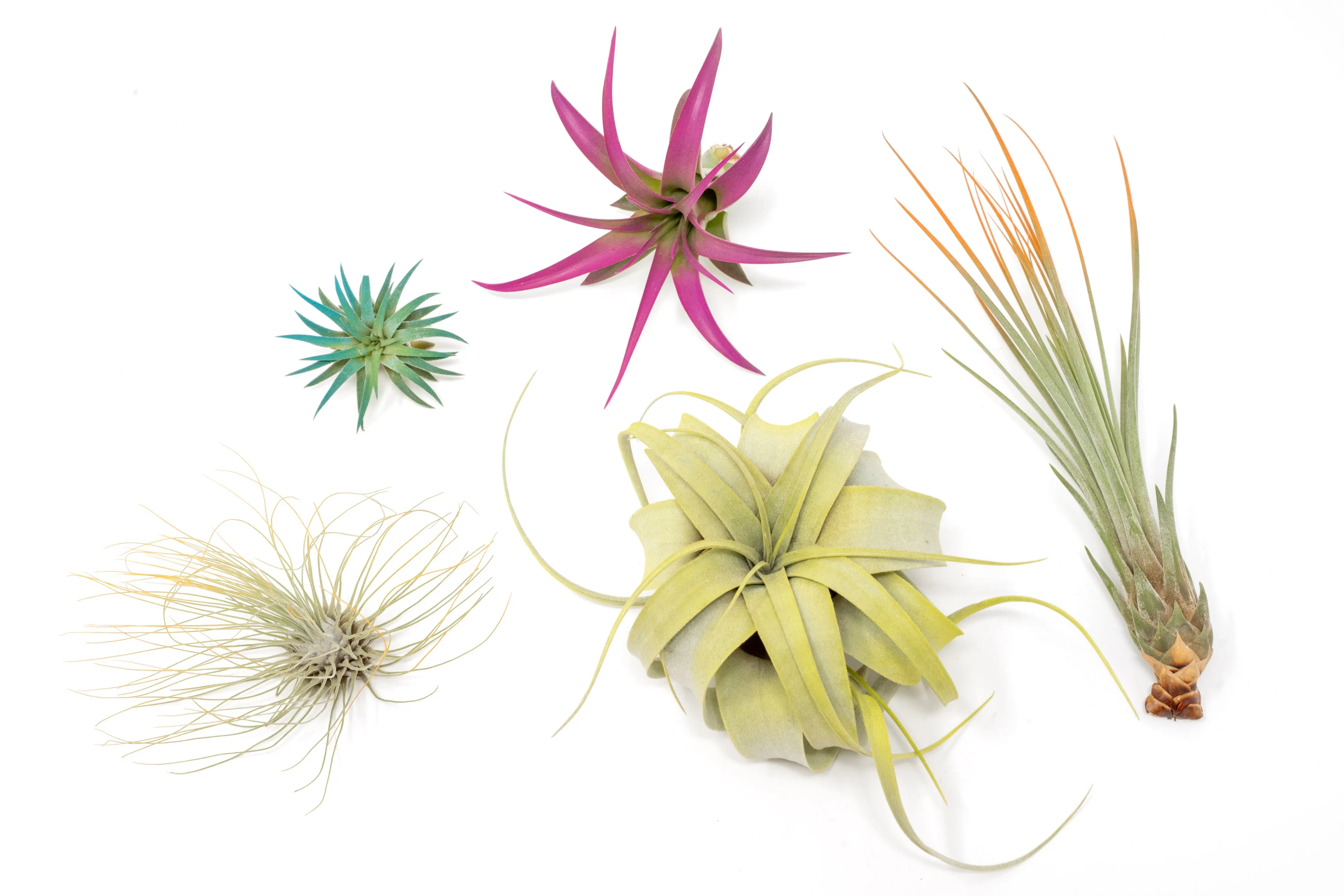 Wholesale - Assorted Colorful Air Plants Variety Pack