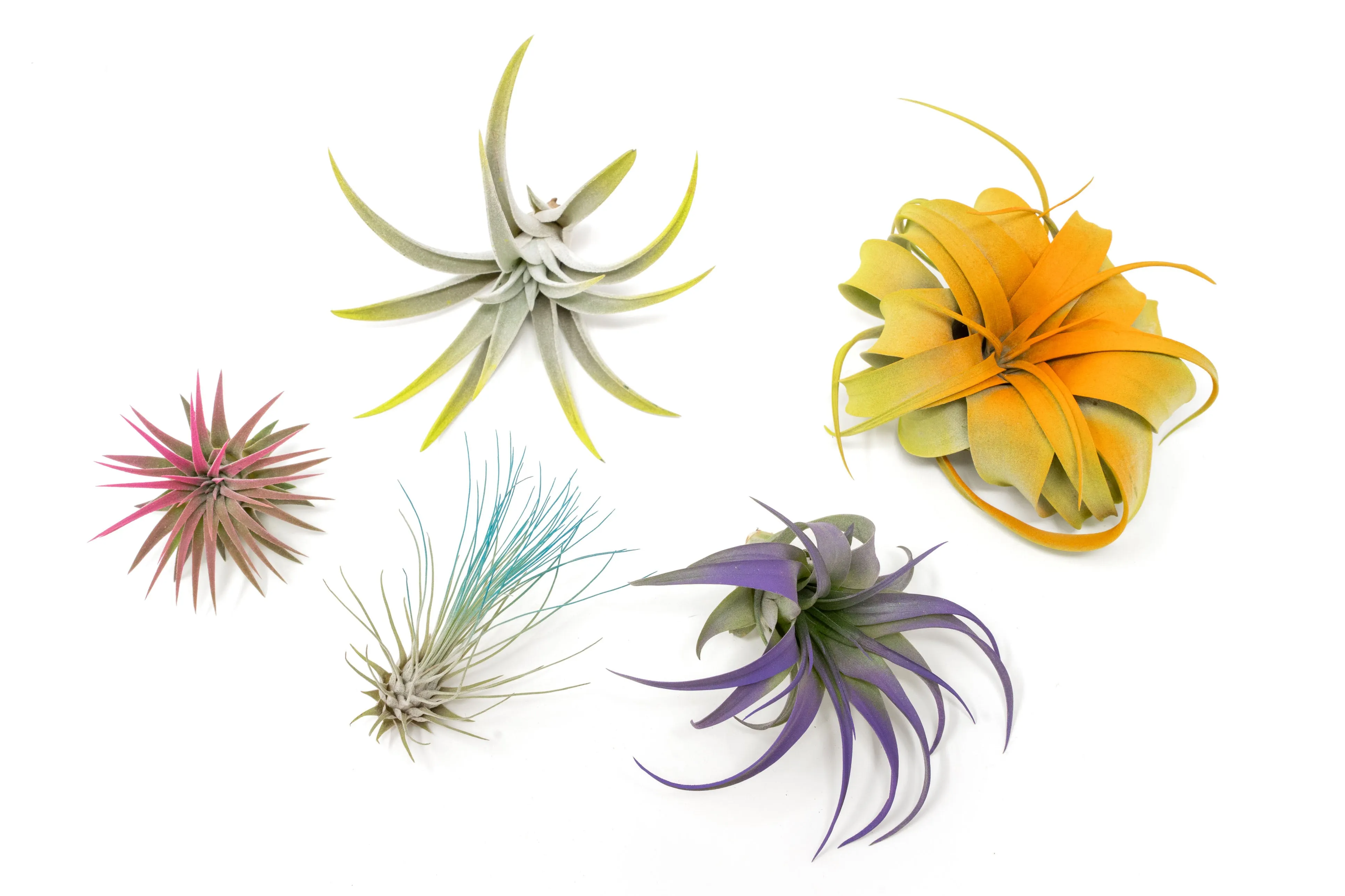 Wholesale - Assorted Colorful Air Plants Variety Pack