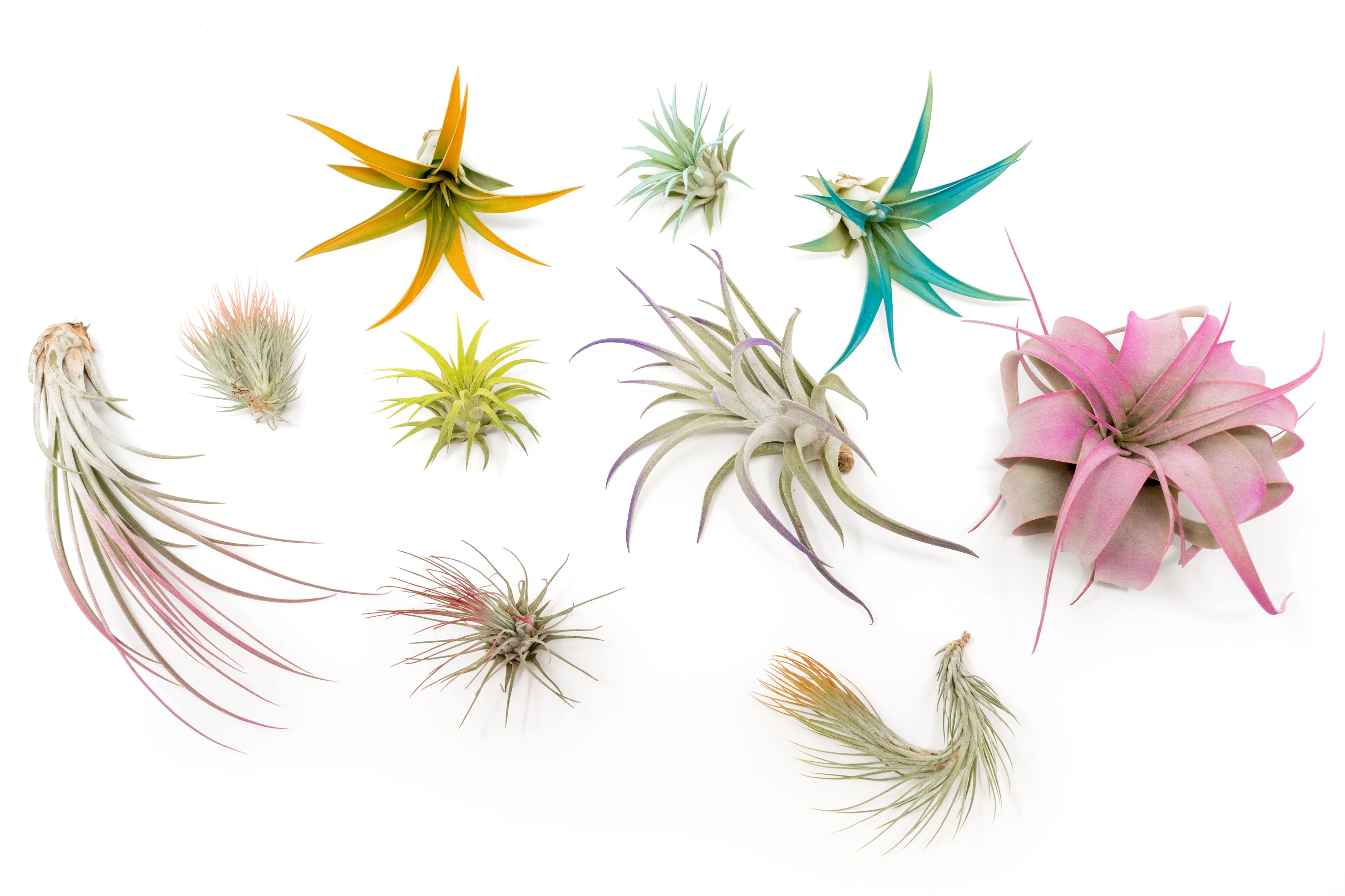 Wholesale - Assorted Colorful Air Plants Variety Pack