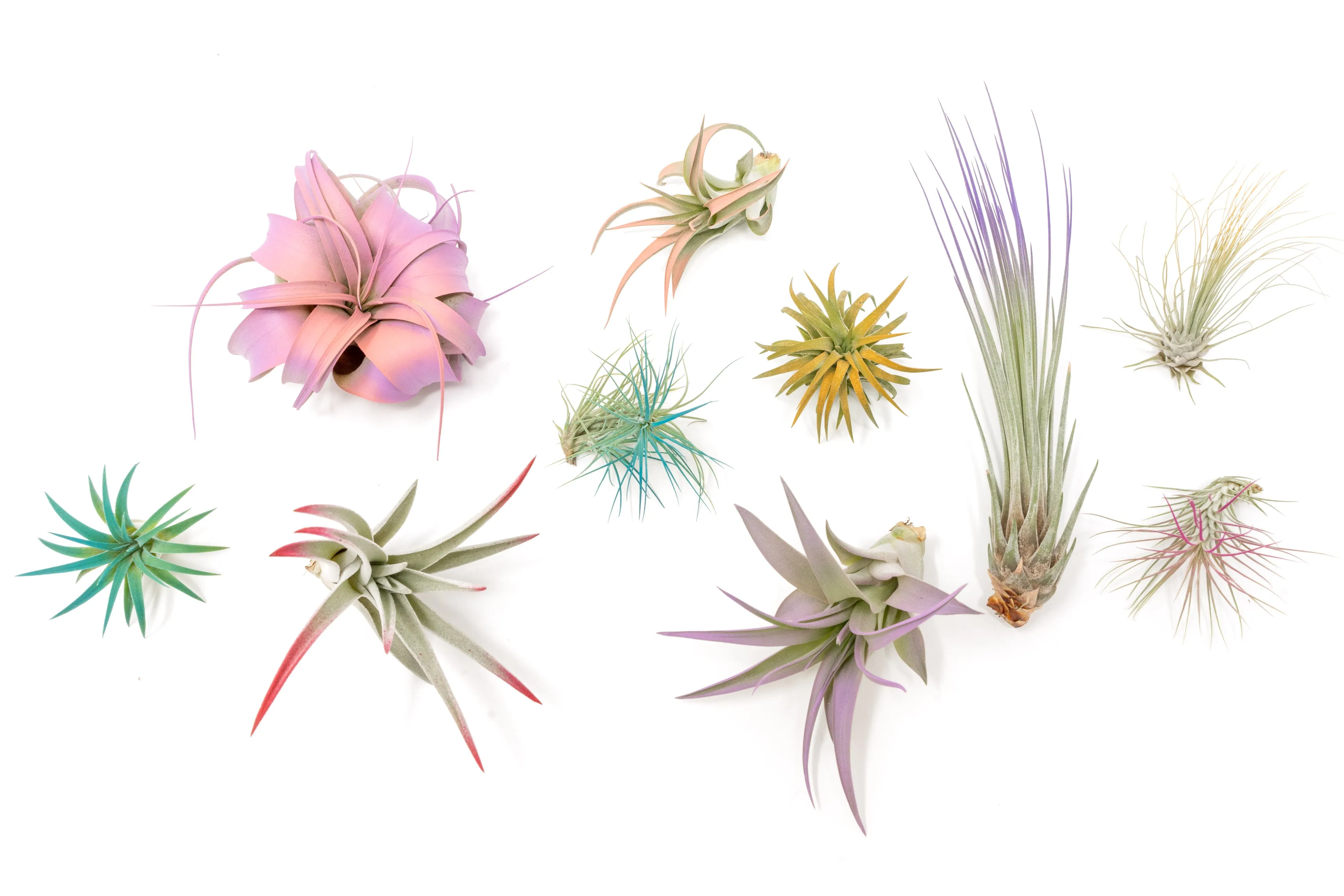 Wholesale - Assorted Colorful Air Plants Variety Pack