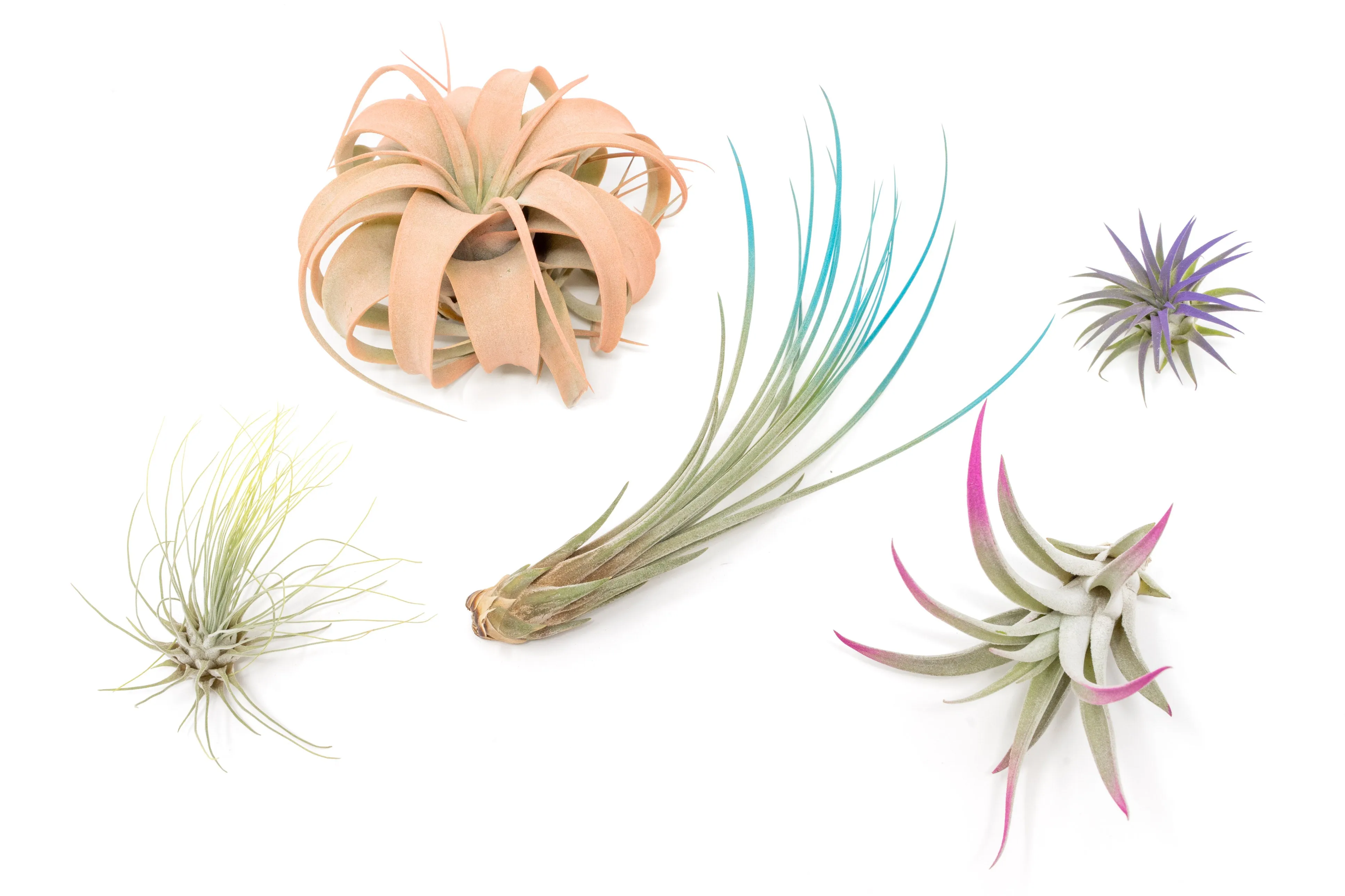 Wholesale - Assorted Colorful Air Plants Variety Pack