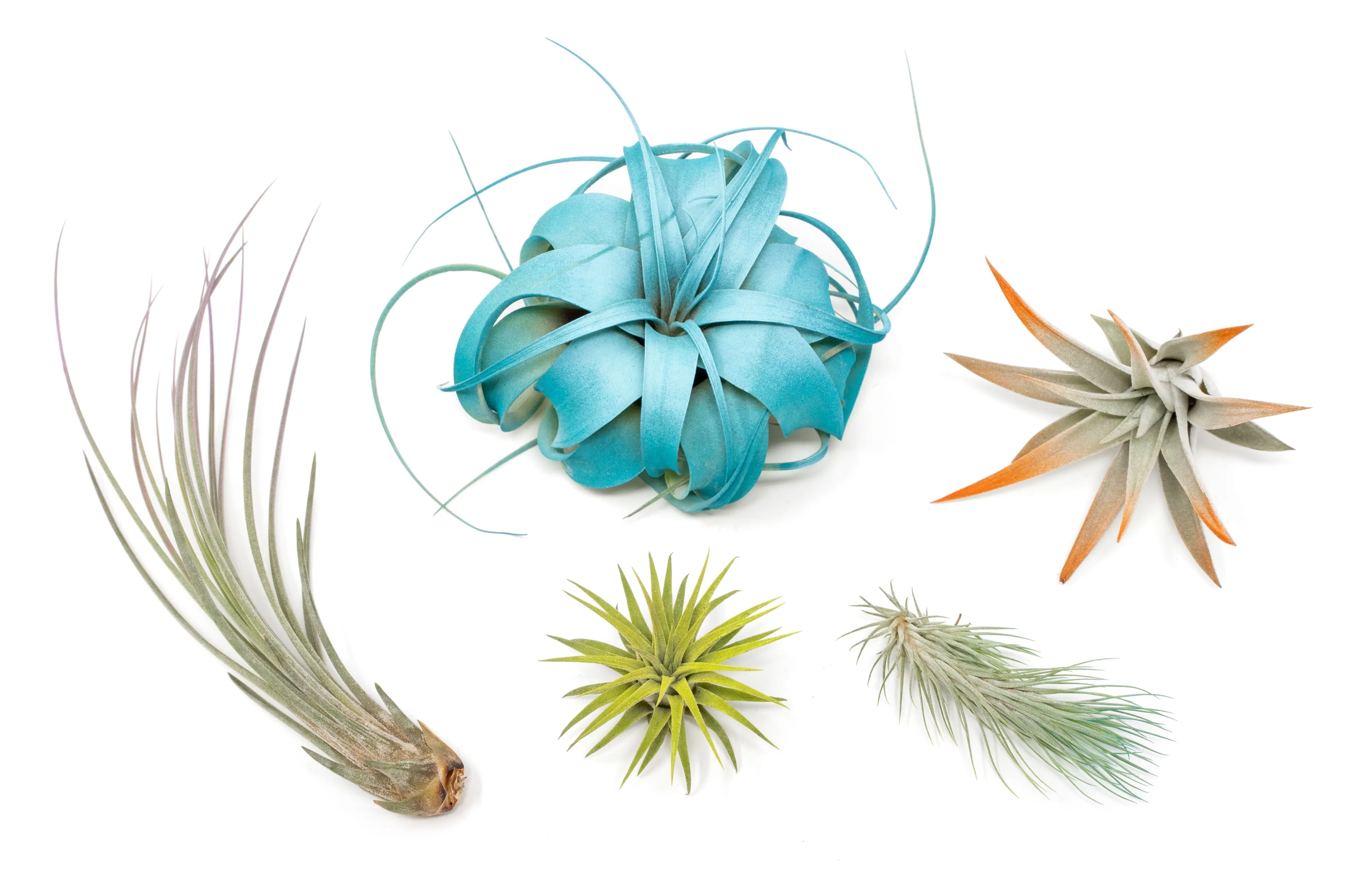 Wholesale - Assorted Colorful Air Plants Variety Pack