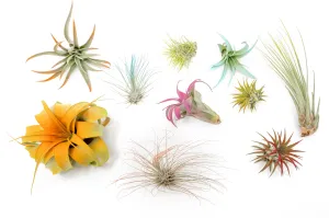 Wholesale - Assorted Colorful Air Plants Variety Pack